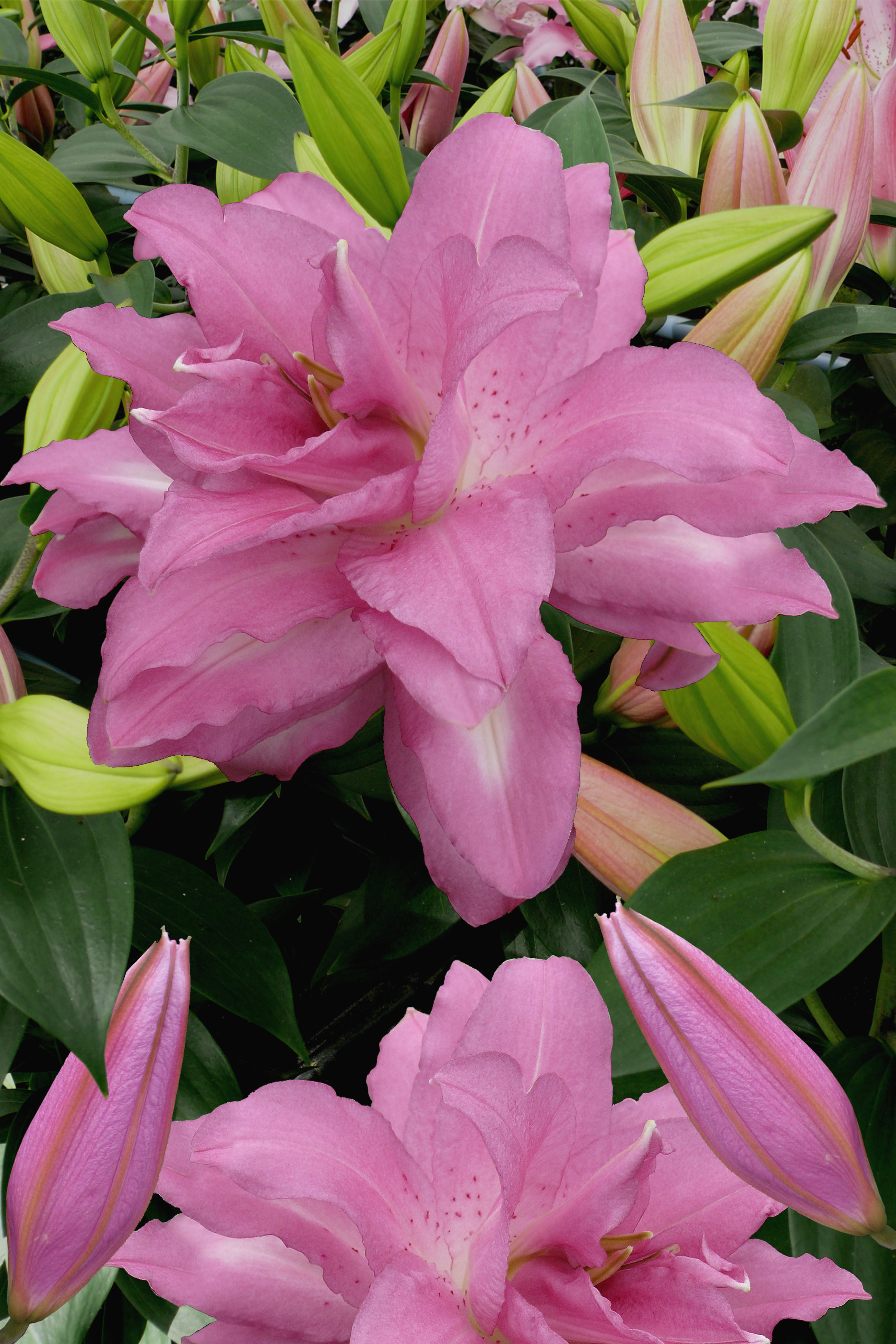 Lilium Oriental 'Lotus Dream'
